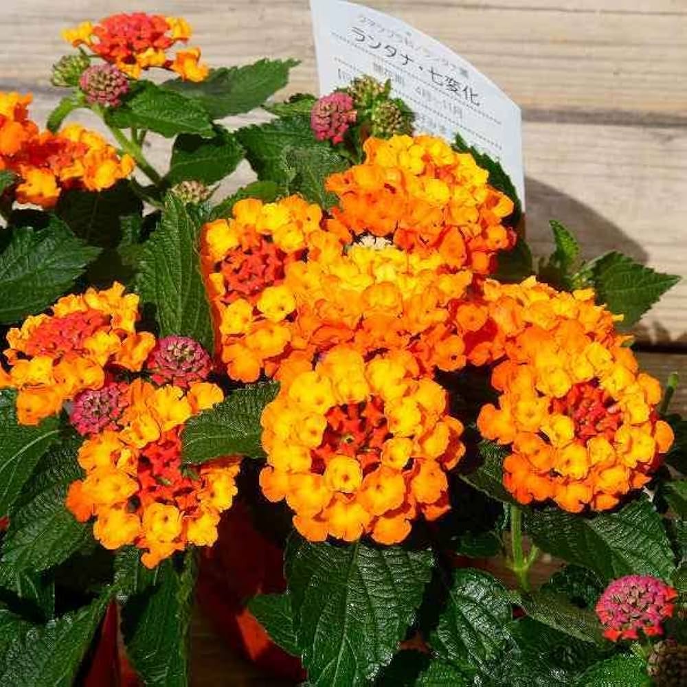 オレンジ様  94枚 オレンジ スクーター ホンダ ディオZX バイク購入ガイド 原付